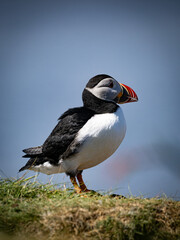 Close-up of puffin perched on grassy cliff edge, sharp focus on colorful plumage and natural coastal surroundings in soft light.
