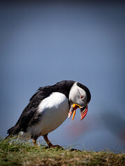 Close-up of puffin perched on grassy cliff edge, sharp focus on colorful plumage and natural coastal surroundings in soft light.