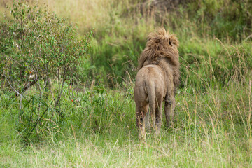 Lion in the grass