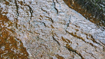 bark of a tree