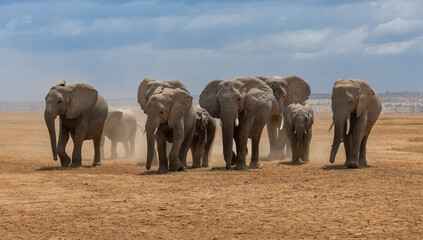 Elephants in Amboseli National Park, Africa 