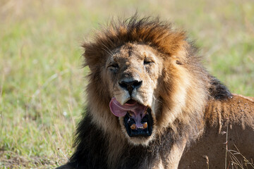 male lion in the wild