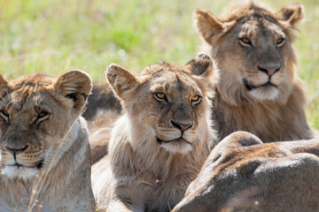 Lion in the grass
