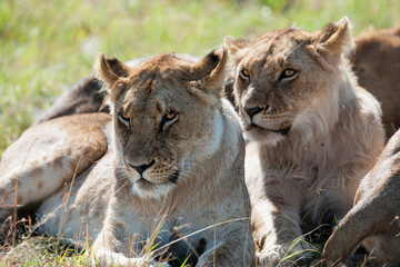Lion in the grass
