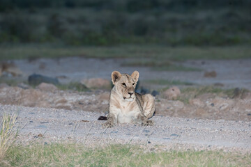 lioness in the savannah