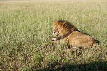 lion in the grass