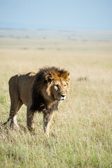 lion in the grass