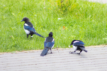 Three Magpies Foraging Along Pathway by the Lawn