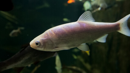 A fish glides smoothly through the water in an aquarium. Surrounding it are vibrant aquatic plants...