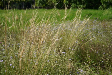 natural image of stipa capillata (hairy feathergrass) on a sunny day during summer