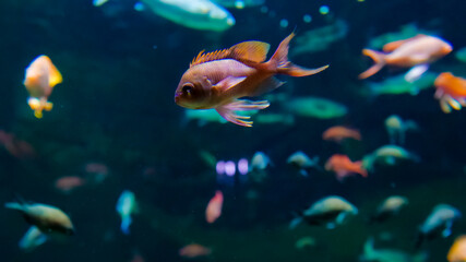 Various fish swim gracefully in a lively aquarium filled with colorful aquatic life, showcasing...
