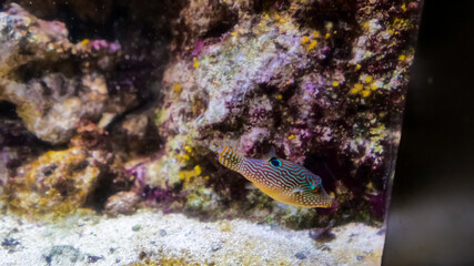 A lively fish explores its habitat, darting around colorful coral. The underwater scene showcases rich textures and vibrant marine life in a natural aquarium setting.