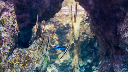 Several fish are gracefully moving through a rocky underwater landscape filled with colorful corals, showcasing the beauty of marine life in their natural habitat.