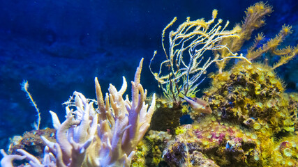 Vibrant coral formations thrive underwater while small fish dart among the corals, creating a lively ecosystem in the warm, inviting ocean environment.