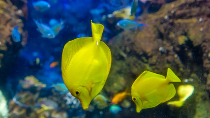 Two vibrant yellow fish glide gracefully through the water near colorful coral in a lively aquarium exhibit. Diverse aquatic life surrounds them.