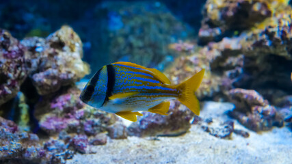 A brightly colored fish glides gracefully through clear water, navigating around textured rocks while showcasing its vivid yellow and blue stripes in an aquarium setting.