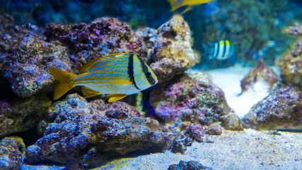 A variety of colorful fish swim effortlessly near rocky formations on a coral reef. The diverse marine life thrives in clear blue waters, showcasing nature's beauty.