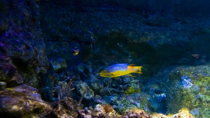 A bright yellow and blue fish swims gracefully through a rocky underwater landscape filled with...