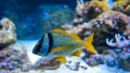 A vibrant fish with bold blue and orange stripes glides smoothly through the clear waters, surrounded by colorful corals and marine life in an underwater paradise.