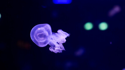 A jellyfish glides effortlessly through the water, its tentacles flowing gracefully. Colorful blue and green lights illuminate the aquarium, creating a serene atmosphere.