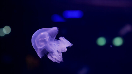 Obraz premium A jellyfish floats effortlessly in a dark blue environment, showcasing its translucent body and delicate tentacles. The peaceful movement captivates onlookers with its beauty.