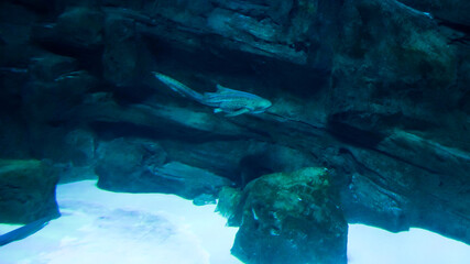 A large fish glides gracefully through a tank filled with clear water, showcasing its unique features. Surrounding rocks add a natural feel to the aquatic environment.
