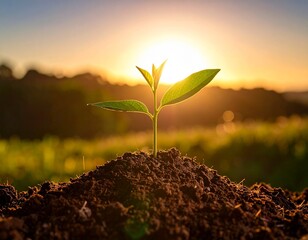 New Life A Sprout Emerges from Earth into Sunlight, Symbolizing Growth and Renewal