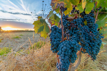 Ripe bunches of black grapes at sunset ready for red wine production