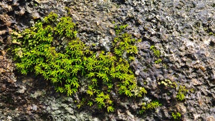 moss on the stone wall