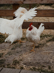 Two roosters in confrontation, wings spread and feathers raised. A raw and authentic depiction of animal behavior and rural farmyard life in motion.