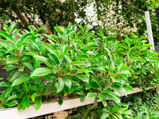 Green shrub with glossy leaves growing near urban building and trees in background. Ecology, city greenery, and natural vegetation supporting urban environmental balance.