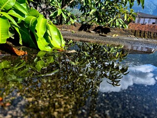 Reflection of Sky and Tree in a Puddle