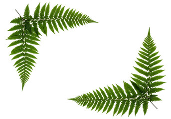Two botanical fern branches placed in opposite corners, decorative natural framing element for eco or nature-themed designs.
