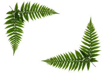 Two botanical fern branches placed in opposite corners, decorative natural framing element for eco or nature-themed designs.
