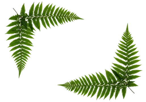 Two botanical fern branches placed in opposite corners, decorative natural framing element for eco or nature-themed designs.
