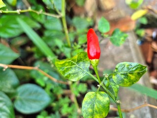 Close-up of a Single Red Chili Pepper on a Plant