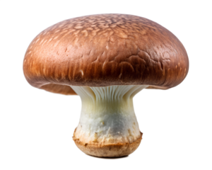 Isolated fresh Boletus edulis mushroom on a white background, a natural and healthy edible fungus