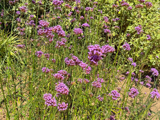 Cluster of purple flowers blooming in garden with green stems under sunlight. Nature, botany, and seasonal beauty representing outdoor vegetation and ecological life.