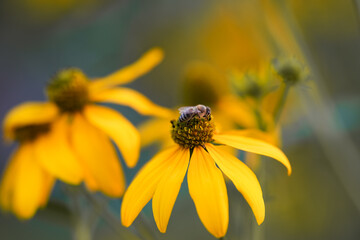 Bee collecting nectar from vibrant yellow flowers in a sunny garden setting