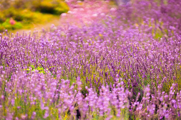 Vibrant lavender fields in bloom during a sunny spring afternoon showcasing nature's beauty and tranquility
