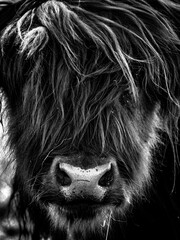 Intimate portrait of a horned highland cow in deep shadow, revealing textured fur and expressive eyes in a moody rural setting