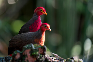 Two male Crimson-headed Partridges looking to the right with the sun shining on them. The photo is taken on Borneo, Malaysia. 