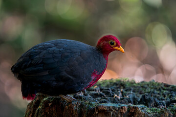 Male Crimson-headed Partridge standing on a small mossy stone bending to drink some water. The photo is taken on Borneo, Malaysia