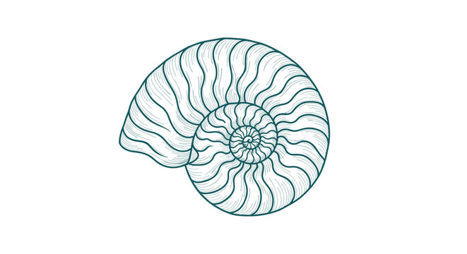 Detailed illustration of an ancient nautilus shell revealing complex chambered growth patterns