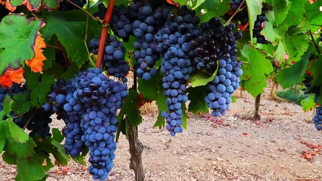 Ripe bunches of black grapes at sunset ready for red wine production 
