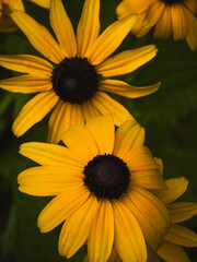 Two Black-eyed Susan flowers (Rudbeckia hirta) close-up in summer garden
