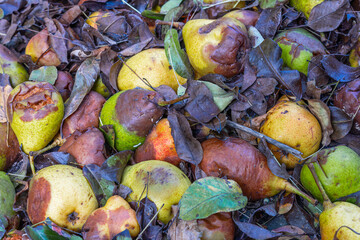 Rotten pears and wet brown leaves