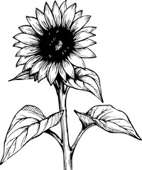 Sunflower blooming in a serene garden nature botanical art outdoor detailed view beauty of flora
