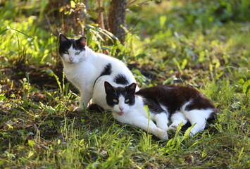 Two black and white green-eyed cats are sitting in green grass