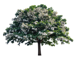 Firefly_Money tree with dollars instead of leaves isolated on cut out PNG or transparent back